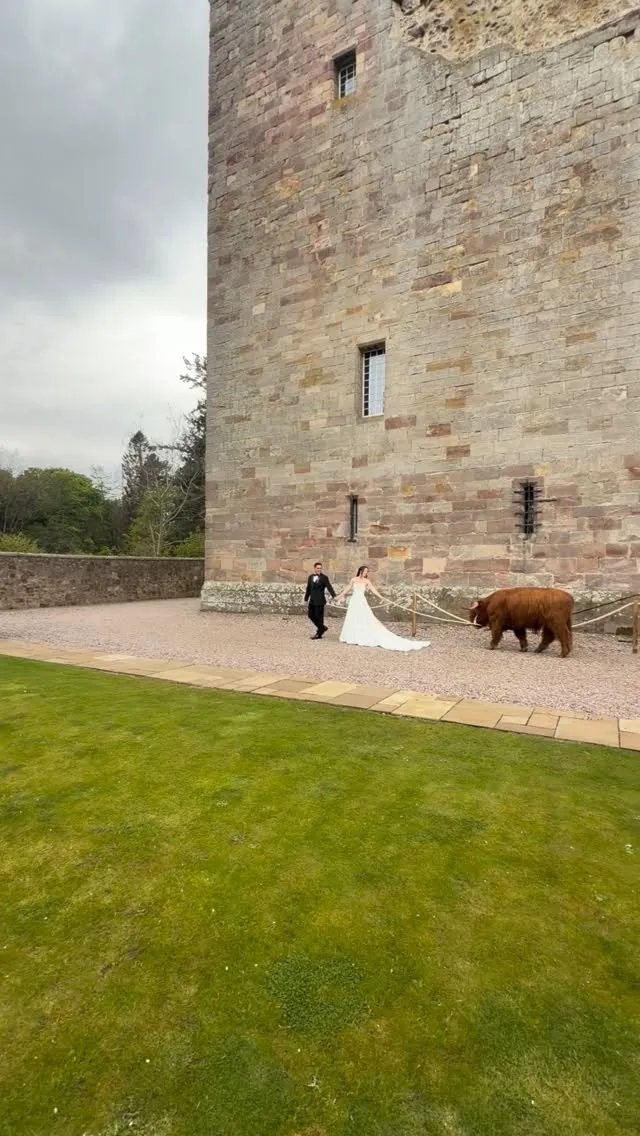 Does it get any more Scottish than this? Amy & Kyle arranged Highland cows to...